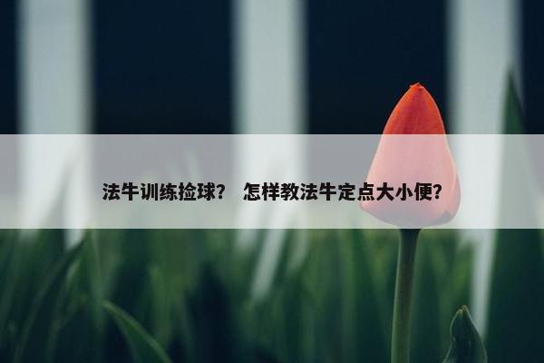 法牛训练捡球？ 怎样教法牛定点大小便？