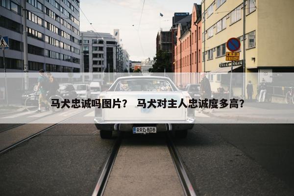 马犬忠诚吗图片？ 马犬对主人忠诚度多高？