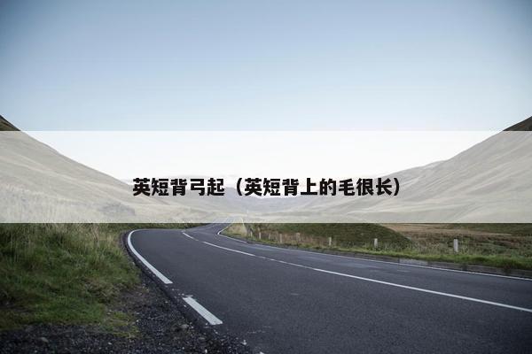 英短背弓起（英短背上的毛很长）