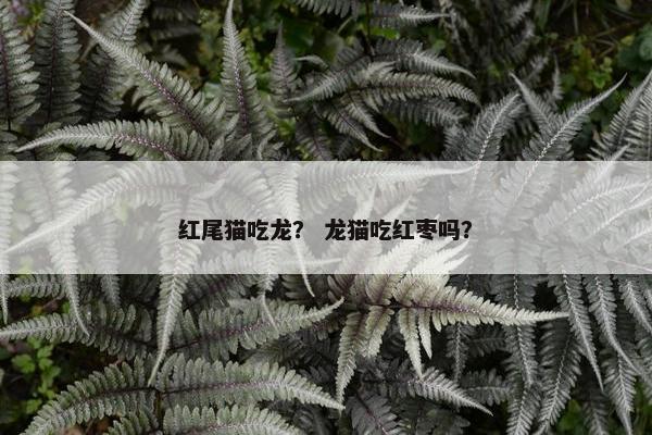 红尾猫吃龙？ 龙猫吃红枣吗？