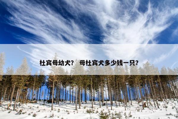 杜宾母幼犬？ 母杜宾犬多少钱一只？