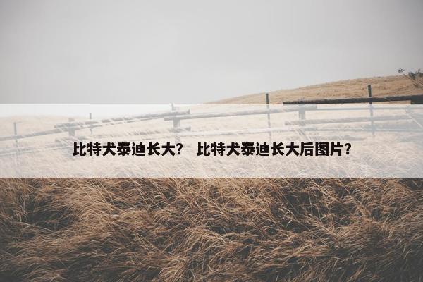 比特犬泰迪长大？ 比特犬泰迪长大后图片？