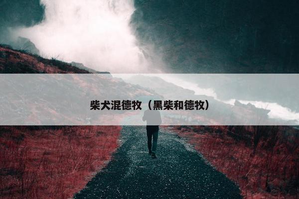 柴犬混德牧（黑柴和德牧）