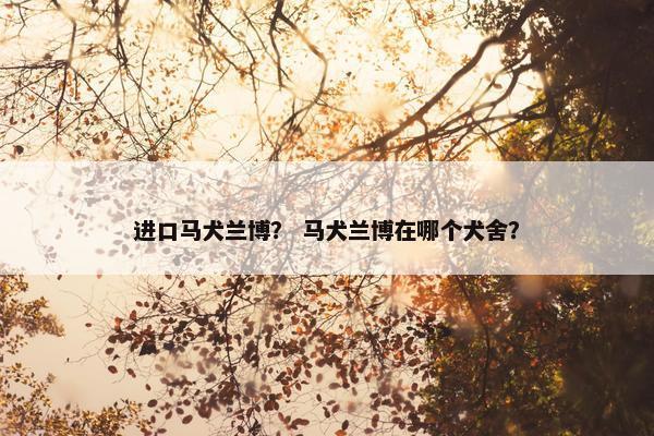 进口马犬兰博？ 马犬兰博在哪个犬舍？