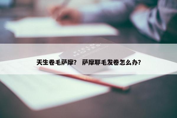 天生卷毛萨摩？ 萨摩耶毛发卷怎么办？