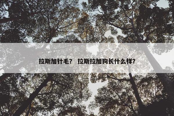 拉斯加针毛？ 拉斯拉加狗长什么样？