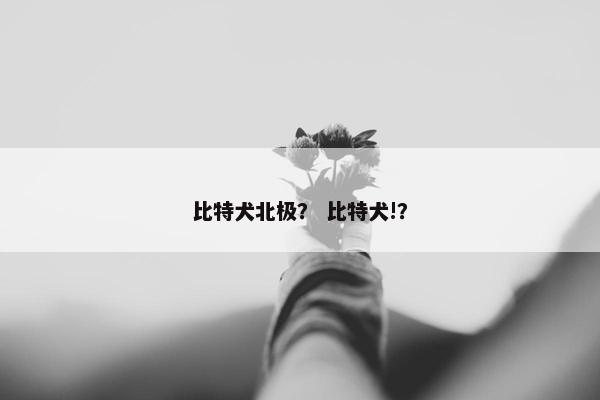 比特犬北极？ 比特犬!？