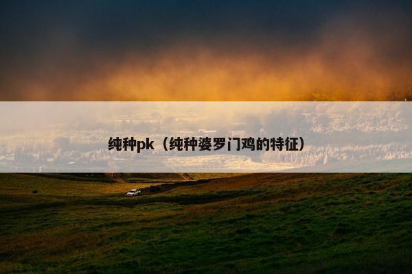 纯种pk（纯种婆罗门鸡的特征）