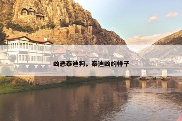 凶恶泰迪狗，泰迪凶的样子