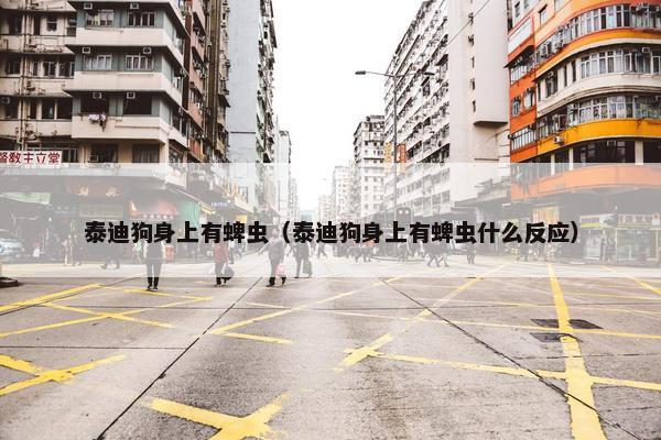 泰迪狗身上有蜱虫（泰迪狗身上有蜱虫什么反应）