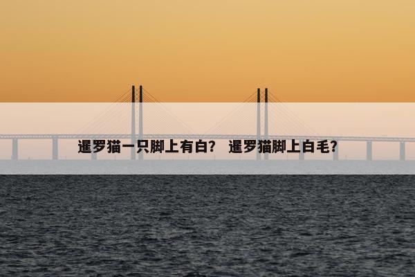 暹罗猫一只脚上有白？ 暹罗猫脚上白毛？