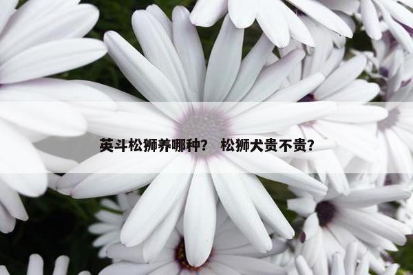 英斗松狮养哪种？ 松狮犬贵不贵？