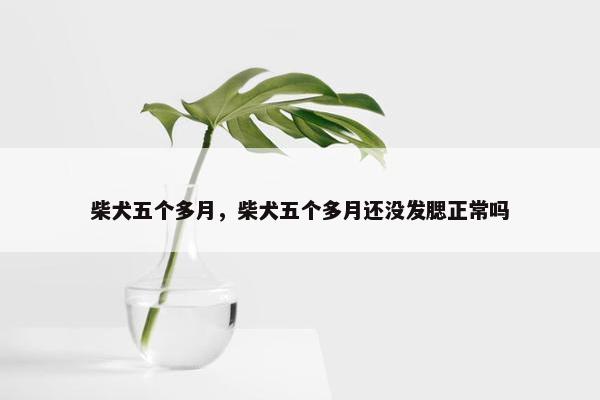 柴犬五个多月，柴犬五个多月还没发腮正常吗
