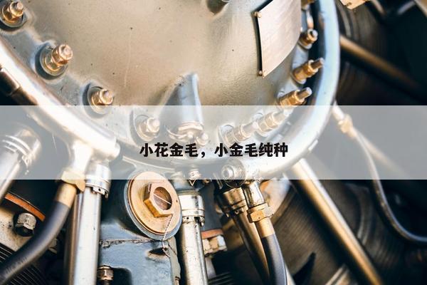 小花金毛，小金毛纯种