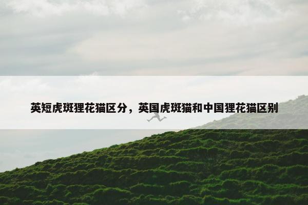 英短虎斑狸花猫区分，英国虎斑猫和中国狸花猫区别