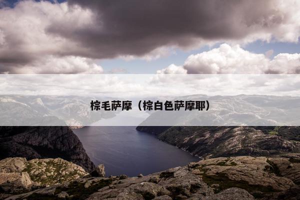 棕毛萨摩（棕白色萨摩耶）
