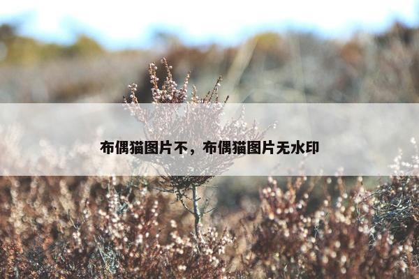 布偶猫图片不，布偶猫图片无水印