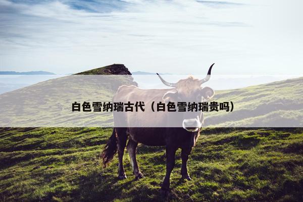 白色雪纳瑞古代（白色雪纳瑞贵吗）