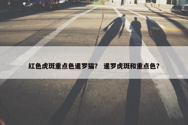 红色虎斑重点色暹罗猫？ 暹罗虎斑和重点色？