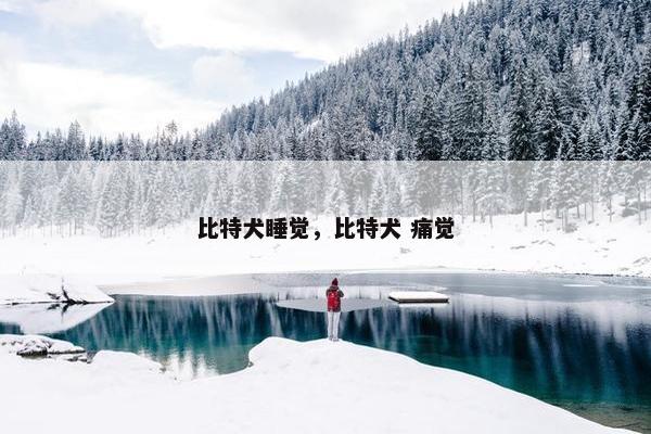 比特犬睡觉，比特犬 痛觉