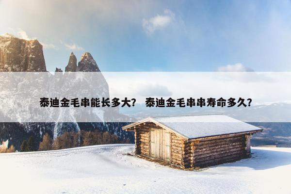 泰迪金毛串能长多大？ 泰迪金毛串串寿命多久？