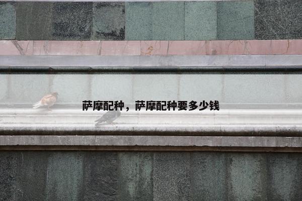 萨摩配种，萨摩配种要多少钱