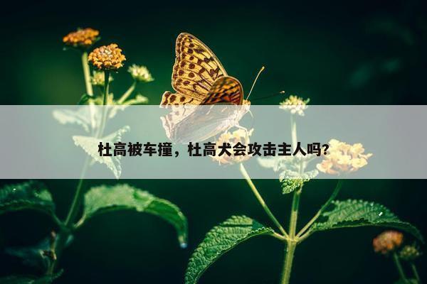 杜高被车撞，杜高犬会攻击主人吗?