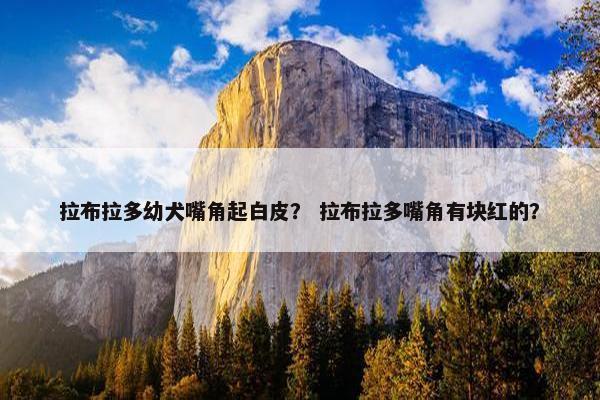 拉布拉多幼犬嘴角起白皮？ 拉布拉多嘴角有块红的？