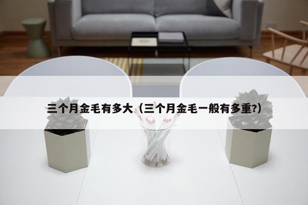 三个月金毛有多大（三个月金毛一般有多重?）