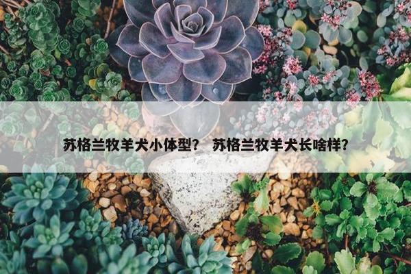 苏格兰牧羊犬小体型？ 苏格兰牧羊犬长啥样？