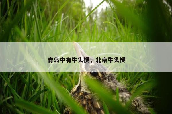 青岛中有牛头梗，北京牛头梗