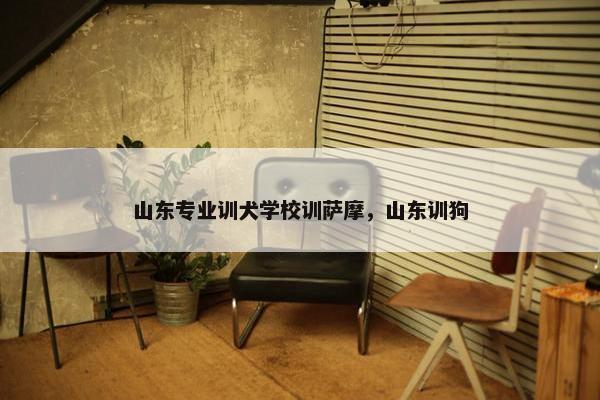 山东专业训犬学校训萨摩，山东训狗