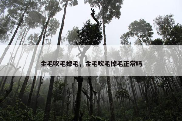 金毛吹毛掉毛，金毛吹毛掉毛正常吗