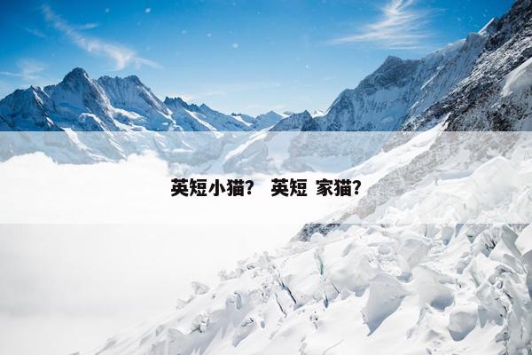 英短小猫？ 英短 家猫？