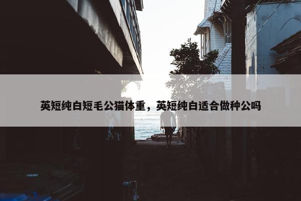 英短纯白短毛公猫体重，英短纯白适合做种公吗