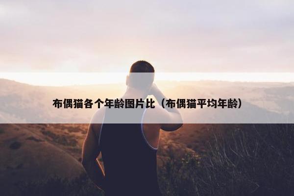 布偶猫各个年龄图片比（布偶猫平均年龄）