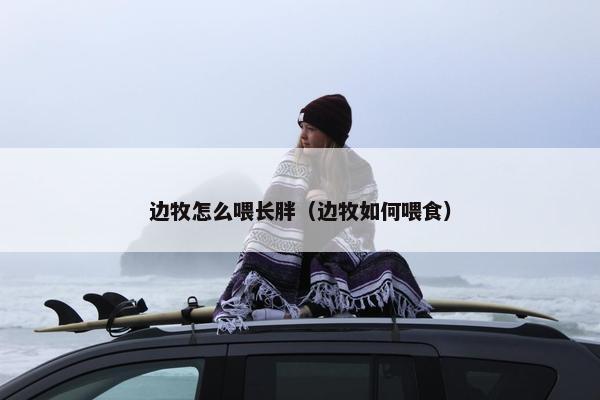边牧怎么喂长胖（边牧如何喂食）