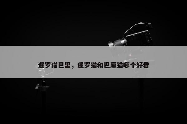 暹罗猫巴里，暹罗猫和巴厘猫哪个好看