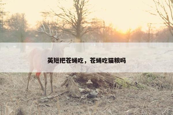 英短把苍蝇吃，苍蝇吃猫粮吗