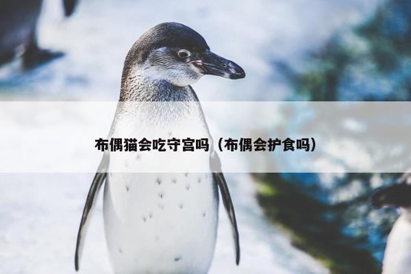 布偶猫会吃守宫吗（布偶会护食吗）