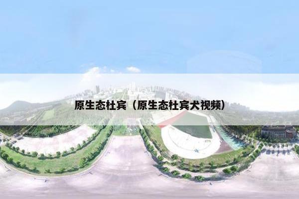 原生态杜宾（原生态杜宾犬视频）