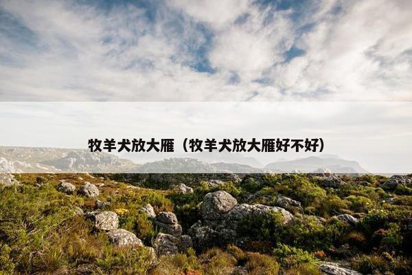牧羊犬放大雁（牧羊犬放大雁好不好）
