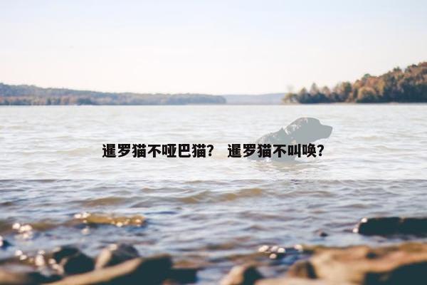 暹罗猫不哑巴猫？ 暹罗猫不叫唤？
