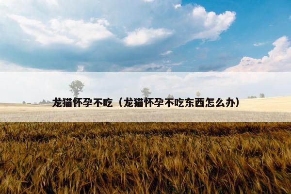 龙猫怀孕不吃（龙猫怀孕不吃东西怎么办）