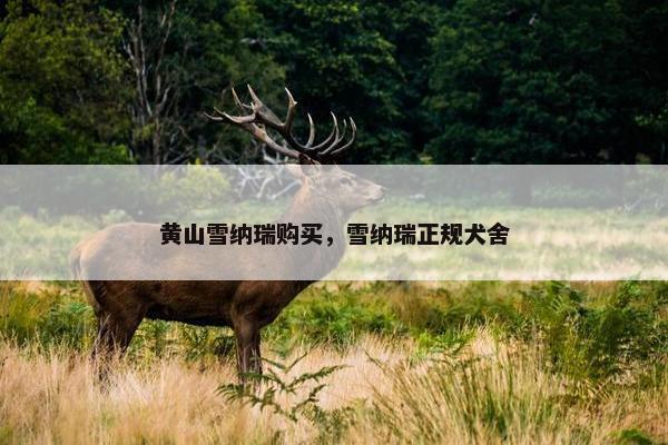 黄山雪纳瑞购买，雪纳瑞正规犬舍