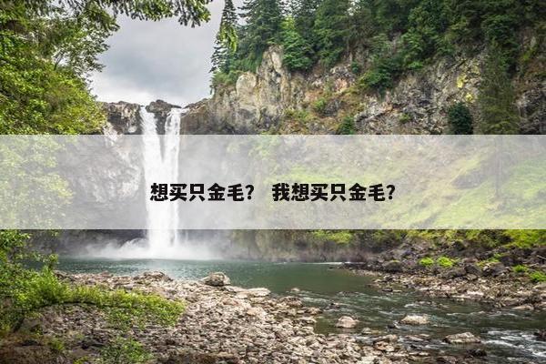 想买只金毛？ 我想买只金毛？