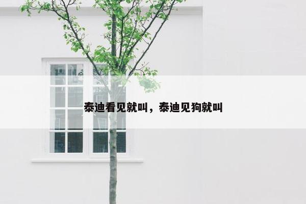 泰迪看见就叫，泰迪见狗就叫