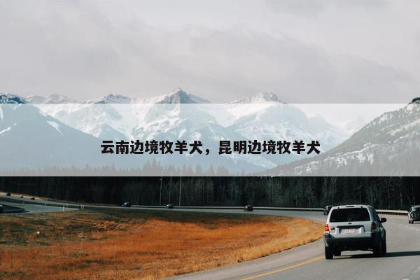 云南边境牧羊犬，昆明边境牧羊犬