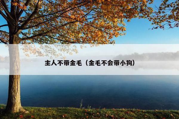 主人不带金毛（金毛不会带小狗）