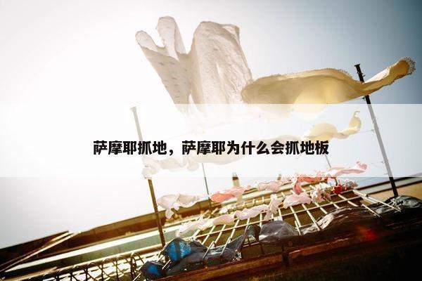 萨摩耶抓地，萨摩耶为什么会抓地板